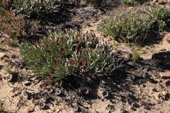Protea laevis