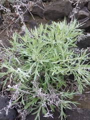 Artemisia rigida