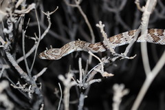 Trimorphodon lyrophanes