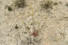 Reseda stricta
