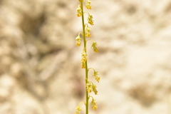 Reseda stricta