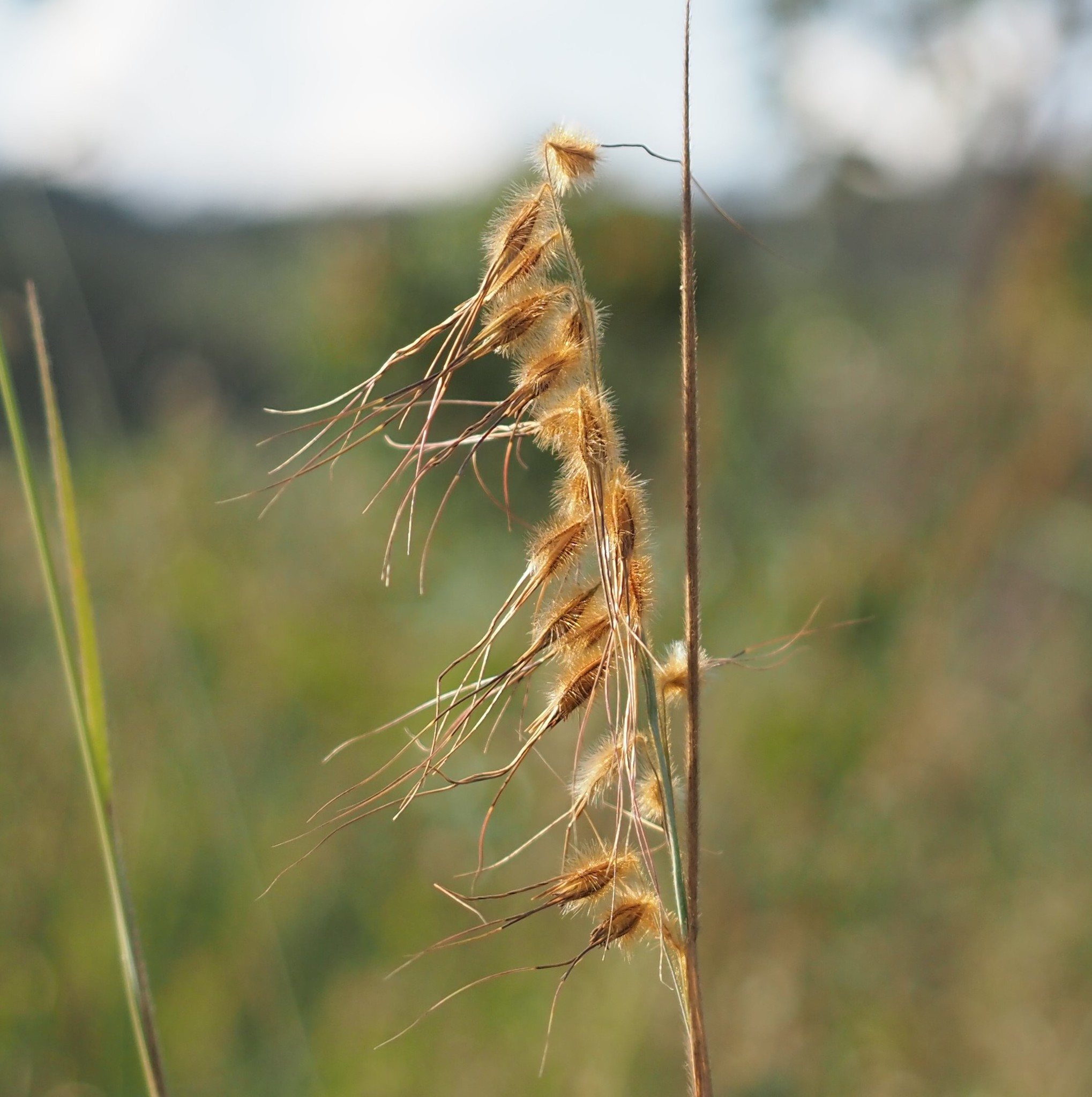Loudetiopsis chrysothrix