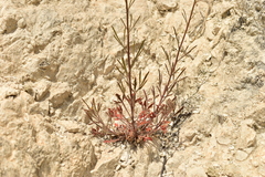 Reseda stricta