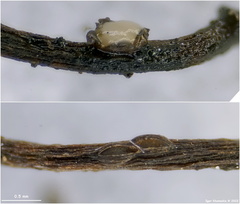 Pycnopeziza sympodialis