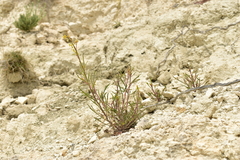 Reseda stricta