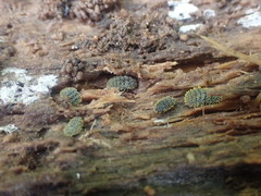 Holacanthella spinosa