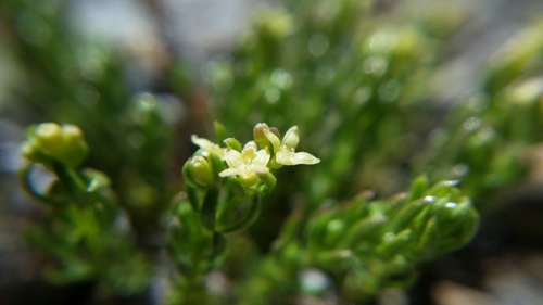 Galium ambiguum ssp. siskiyouense