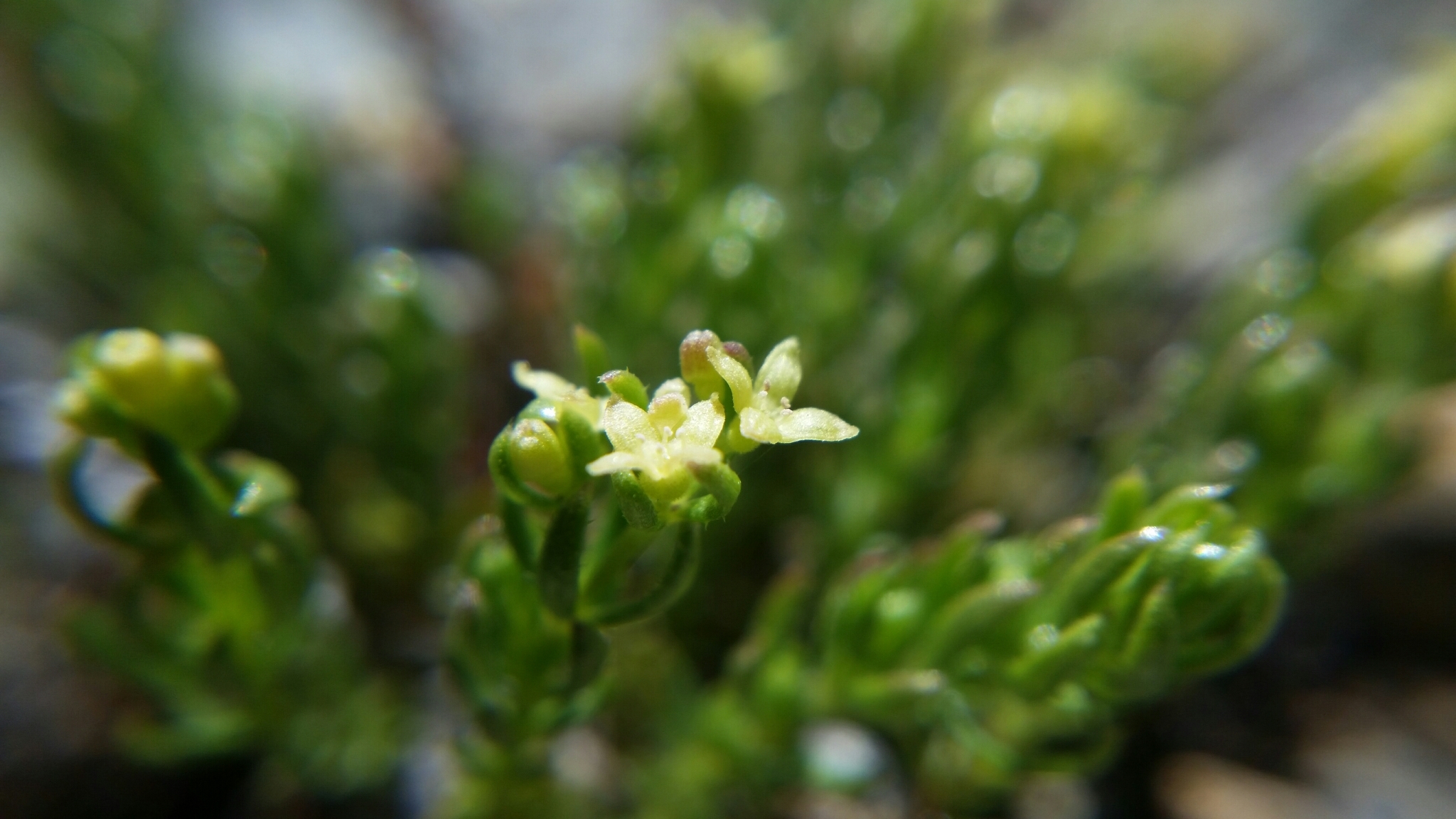 Galium ambiguum ssp. siskiyouense