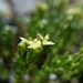 Siskiyou Bedstraw - Photo (c) David Greenberger, some rights reserved (CC BY-NC-ND), uploaded by David Greenberger