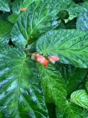 Begonia longirostris