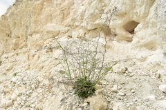 Limonium dichotomum