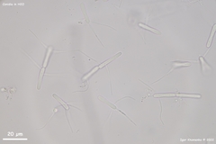 Pycnopeziza sympodialis