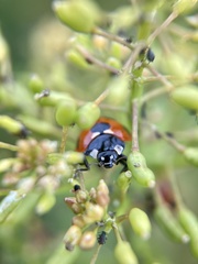 Coccinella septempunctata