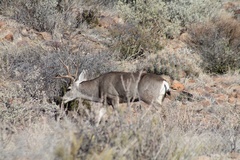 Odocoileus hemionus eremicus