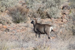 Odocoileus hemionus eremicus