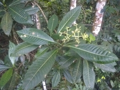 Psychotria grandis