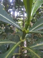 Psychotria grandis