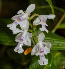 Epidendrum endresii