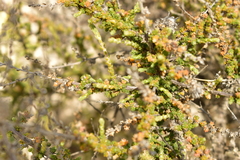 Caroxylon vermiculatum