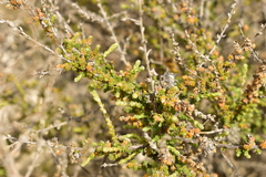 Caroxylon vermiculatum