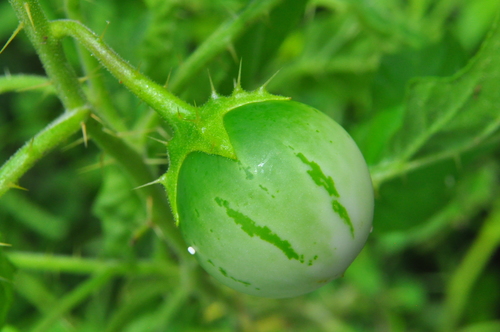 Solanum agrarium