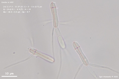 Pycnopeziza sympodialis