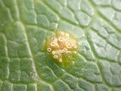 Aecidium ranunculi-lyallii