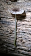 Bolbitius reticulatus