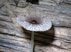 Bolbitius reticulatus