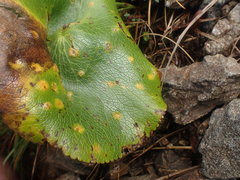 Aecidium ranunculi-lyallii