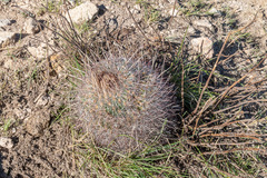 Echinofossulocactus ochoterenaus