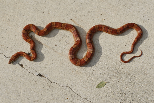 Photo of a Corn Snake (Pantherophis guttatus)