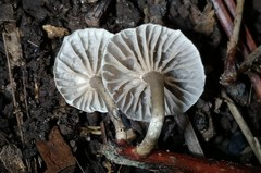 Marasmiellus subnigricans