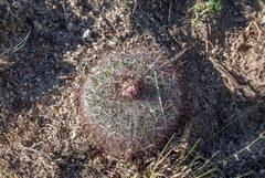 Echinofossulocactus ochoterenaus