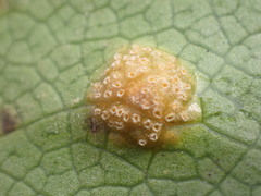 Aecidium ranunculi-lyallii