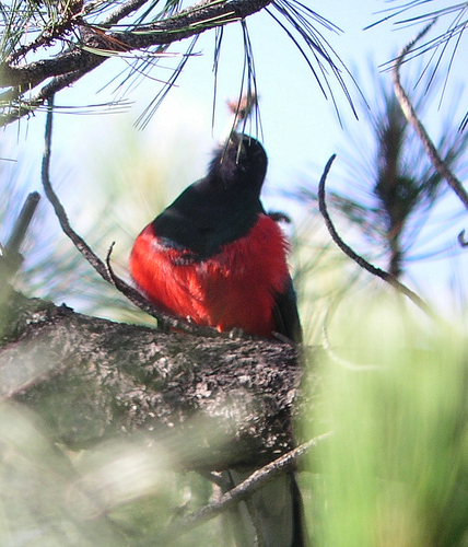 Euptilotis neoxenus
