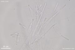 Pycnopeziza sympodialis