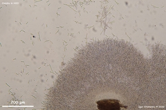 Pycnopeziza sympodialis