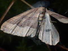 Austrocidaria stricta
