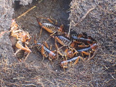 Hemiandrus fiordensis