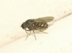Drosophila repleta