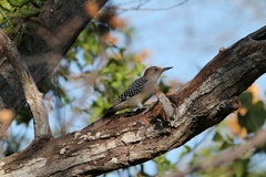 Melanerpes aurifrons