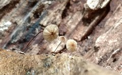Cryptomarasmius