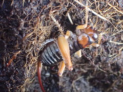 Hemiandrus fiordensis