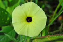 Ipomoea longeramosa