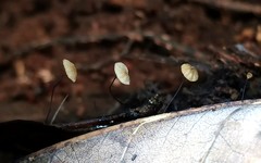 Cryptomarasmius