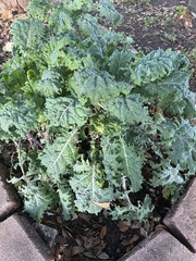 Brassica oleracea