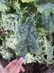 Brassica oleracea