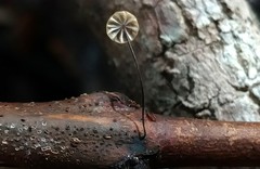 Cryptomarasmius