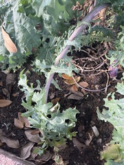 Brassica oleracea